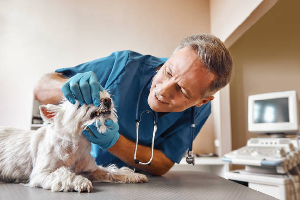 Best After-Hours Emergency Dentist in Fairmount, CO